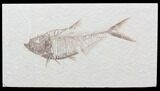 Nice, Diplomystus Fossil Fish - Wyoming #40752-1